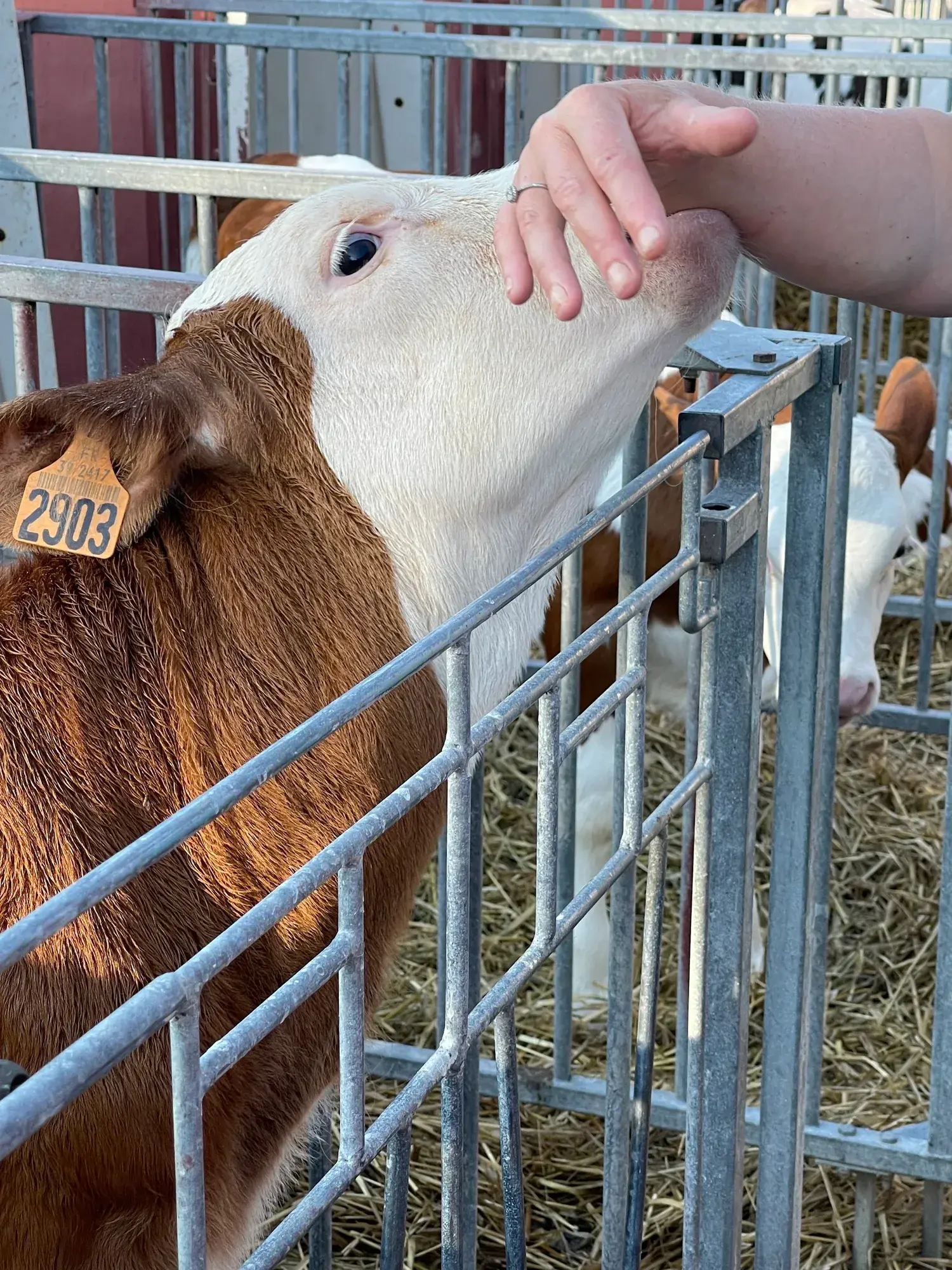 Un enfant caresse un veau à la ferme