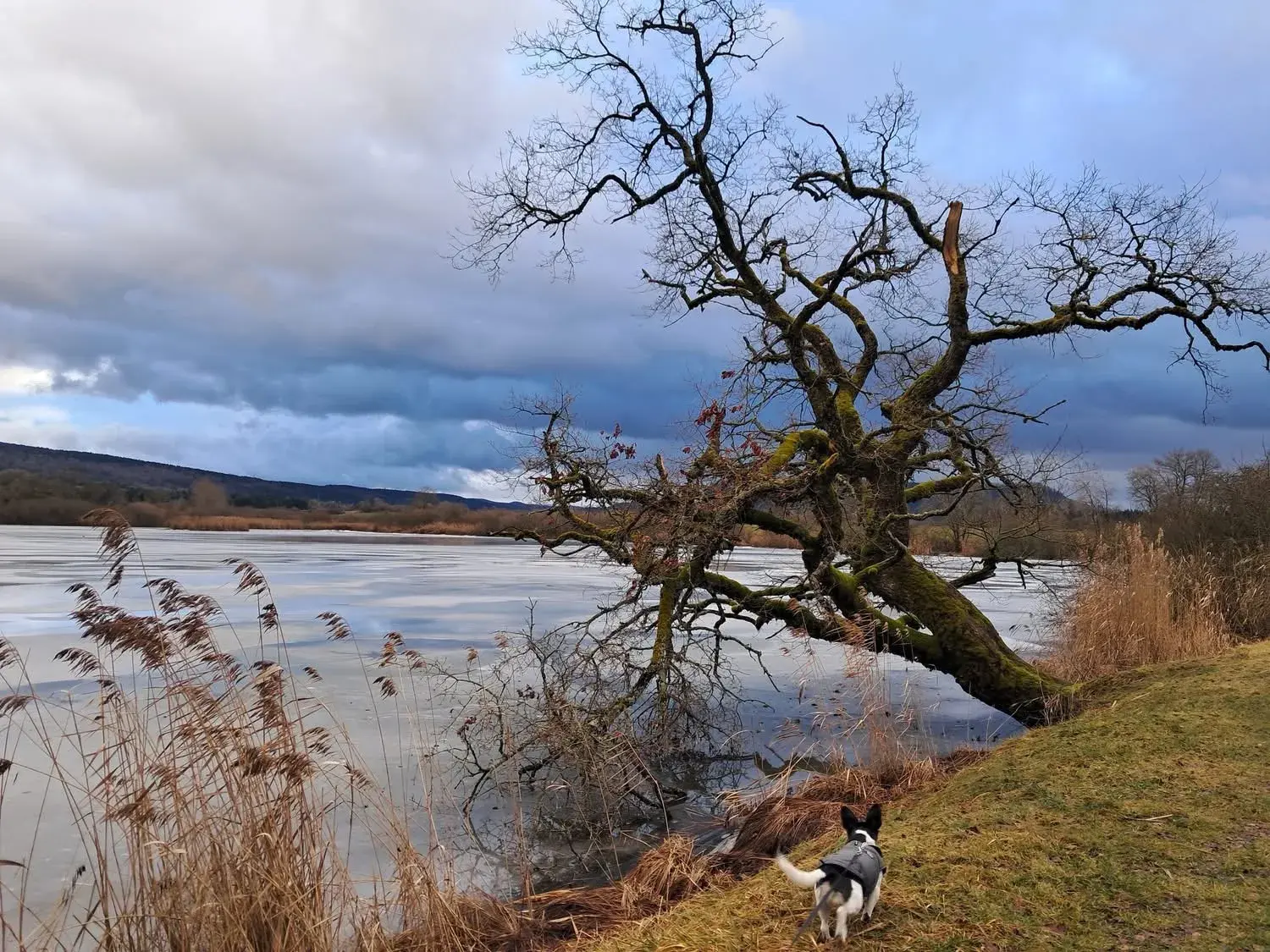 Étang gelé en hiver dans le Jura